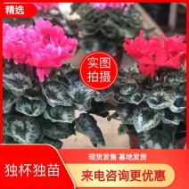 一代仙客来棵型大，颜色齐全，基地直发直销，欢迎采购
