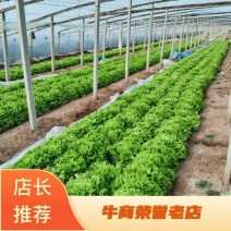 生菜大量上市7两左右，基地直发，欢迎各位老板致电