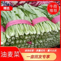 河北油麦菜质量保证产地直销量大从优欢迎电话联系