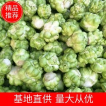 散户种植乌江榨菜涪陵榨菜鲜菜四川榨菜浙江榨菜