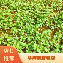 【牛商推荐】岗梅种苗，自产自销，可视频看货，量大从优