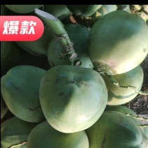海南文昌椰子青承接各种平台一天一挂车质量保证