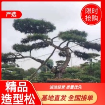 精品造型黑松造型油松迎客松，庭院景观松，房地产黑松