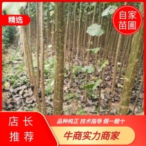 无絮杨吉德杨南林34123804鲁林九号新69巨霸杨10