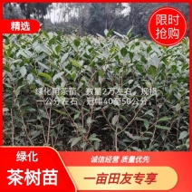大茶树苗，三年生茶苗，一米高茶苗，绿化茶苗，80厘米高茶