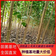 【杨树苗】土耳其无絮速生杨树苗基地直发，包成活免费技术