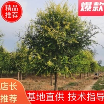 【推荐】河北15公分金叶榆基地直供品质保证诚信经营