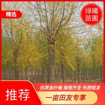 10-15公分金叶榆自家苗圃1500棵绿曦苗圃