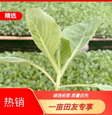 热销韩绿甘蓝苗一级苗大量现苗品质保证代发全国