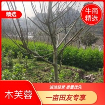 芙蓉基地直供价格实惠诚信经营品质保证欢迎来电！