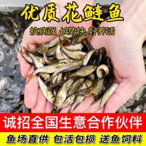 【精选推荐】优质花鲢鱼苗保证成活水产养殖场一手货源量大