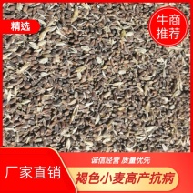 黑小麦抗病，抗倒，口紧不掉粒，产量好！抗旱性强