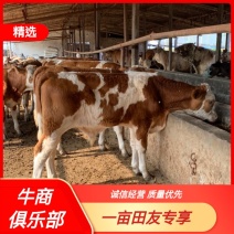 （热销)西门塔尔牛肉牛犊牛仔包回收厂家直销