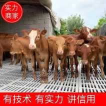 【基地直供】鲁西黄牛小牛犊肉牛崽小牛活牛牛仔出售小黄牛
