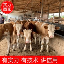 【精选】活体西门塔尔牛犊活牛牛犊子小牛犊肉牛犊活牛幼仔