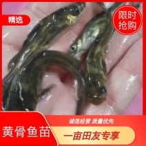 黄骨鱼苗，黄颡鱼，黄辣丁，场地直销，规格齐全。