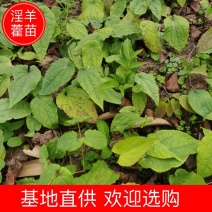 药典品种，绒毛，箭叶。抗病强，生长快，一次种植多年收率