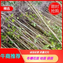 云南大理州冬樱花苗地苗袋苗