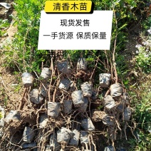 云南省大理州漾濞县清香木苗一手货源保质保量