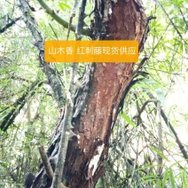 云南省大理州漾濞县山木香红刺藤现货供应，欢迎选购
