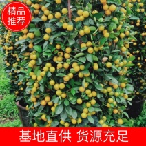 圆梦园艺，四季桔盆栽，正规种植销售企业，诚信可靠！
