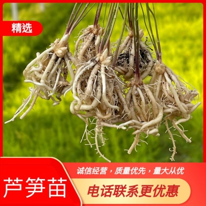 曹县芦笋种植面积图片