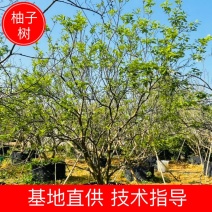 【柚子树】丛生柚子树，地产用苗，开花结果全国发货