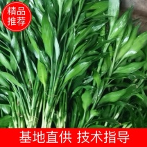 海南海口精品富贵竹，基地现采现发，种植面积100多亩