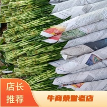 富贵竹水培观音竹室内客厅，面向全国各地批发，品质保证！