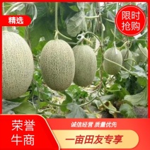 山东精品甜瓜香瓜耀珑25娇蜜25西州蜜网纹瓜