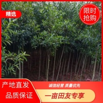 大量2-3公分杜英苗供应现挖现发大型造林苗基地