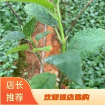 五指毛桃苗，一手货源，产地直供，欢迎进店选购