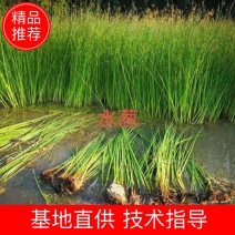 [精选]水生植物，水葱，产地直发货量充足，欢迎采购