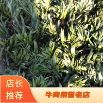 长白山区野生毛慈姑，统货每斤90元包邮