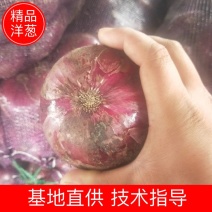 精品紫皮洋葱，大量出售中，产地直销，量大从优，保证质量