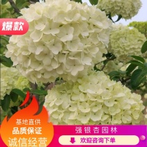 【牛商推荐】【中华木绣球】大量供应规则齐全可视频看货