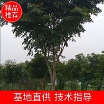 出售工程苗栾树桂花女贞易成活量大从优
