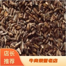 精品白术种子一手货源基地直发可视频看货和