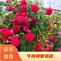 四季红木香特大爬藤植物甜蜜黄木香庭院阳台多季开花藤本花卉