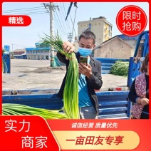 山东大蒜之乡红帽蒜薹产地直发量大从优万亩良田