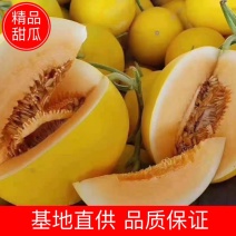 【甜瓜】西周密，金红宝银蒂品种齐全量大从优坏单包赔