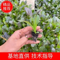 紫叶莴笋苗，亩产6～8吨，红皮绿心，全国顺风空运。