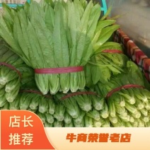 美冠25~30厘米以上，供应全国各大批发市场超市电商