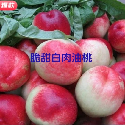 湖北中油16号产地行情