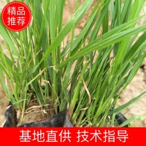 狼尾草紫穗狼尾草小兔子狼尾草基地直供各种品种的狼尾