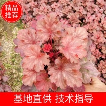 矾根矾根批发基地直供自家种植各种颜色矾根。