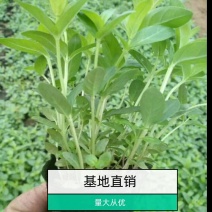 千屈菜山东青州基地直销大量有货质量好价格低