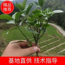 大叶黄杨万年青分支多叶子茂盛