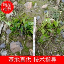 茶梅农夫一手货源分支多移栽苗怀化市洪江区沙湾乡
