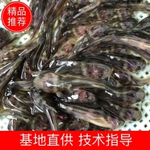 黄骨鱼苗黄颡鱼苗昂刺鱼苗汪丁鱼苗黄鸭叫黄辣丁鱼苗